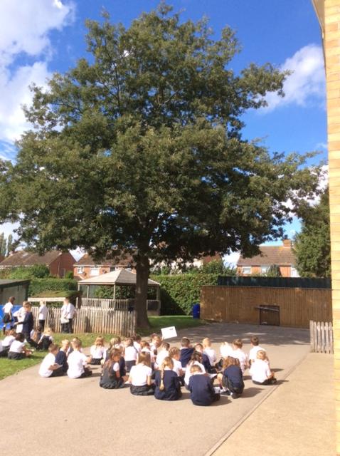 Observational drawings of an oak tree